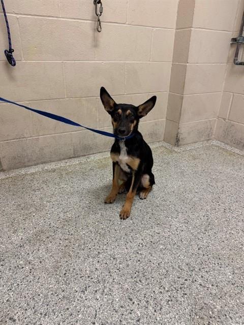 Photo of Phyllis, adoptable German Shepherd Dog in Conroe, Texas