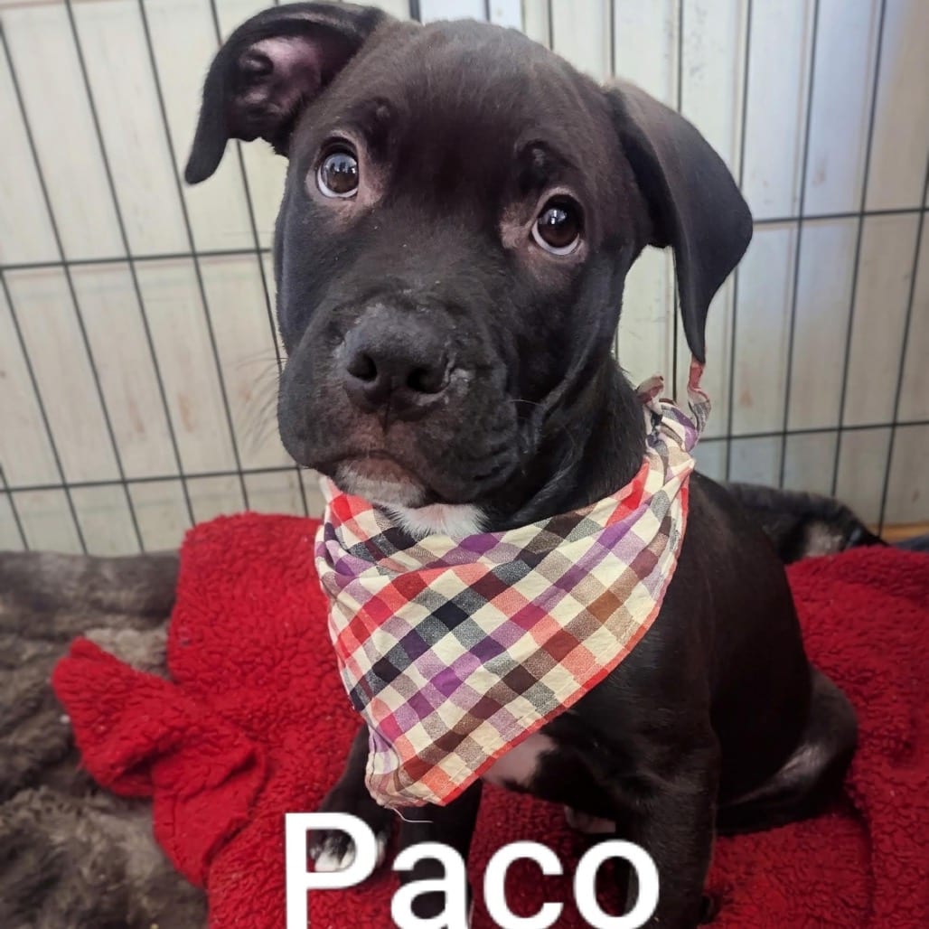 Photo of Paco D12365, adoptable Terrier, American Pit Bull / Husky in Princeton area, Minnesota