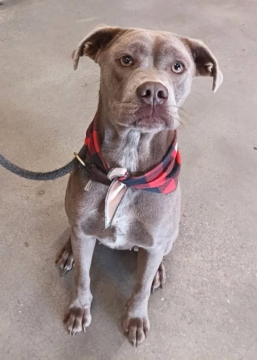 Photo of Mitzie, adoptable Pit Bull Terrier in Carrollton, Georgia