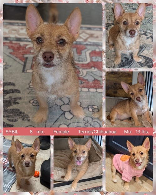 Photo of Sybil, adoptable Terrier in Mesa, Arizona