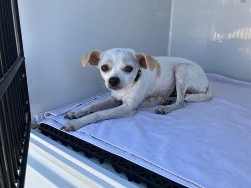 Photo of Lupita, adoptable Chihuahua in Santa Maria, California