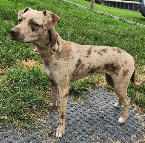 Photo of Nova, adoptable Catahoula Leopard Dog in Walnutport, Pennsylvania