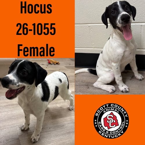 Photo of Hocus, adoptable Hound in Georgetown, Kentucky