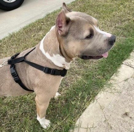 Photo of A662712, adoptable Pit Bull Terrier in Houston, Texas