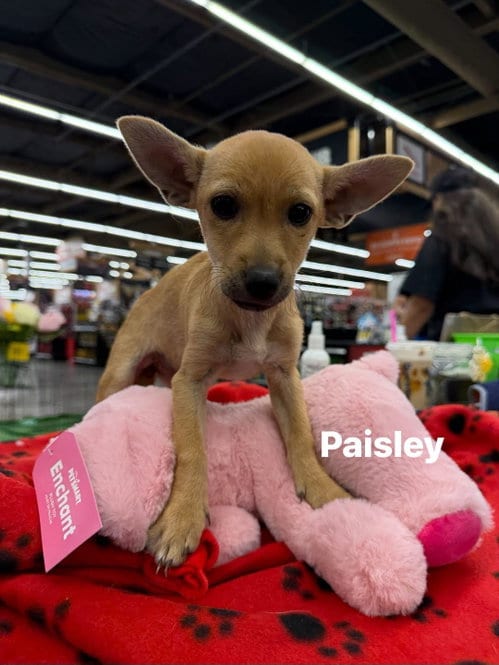 Photo of Paisley, adoptable Chihuahua in Turlock, California