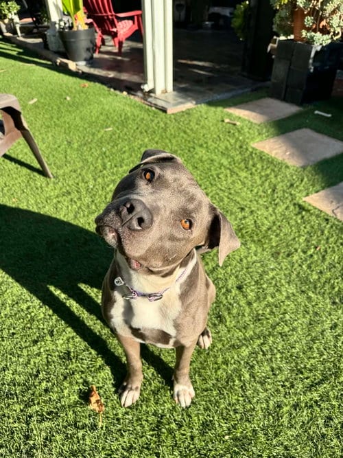 Photo of Jack Frost, adoptable Pit Bull Terrier in La Verne, California