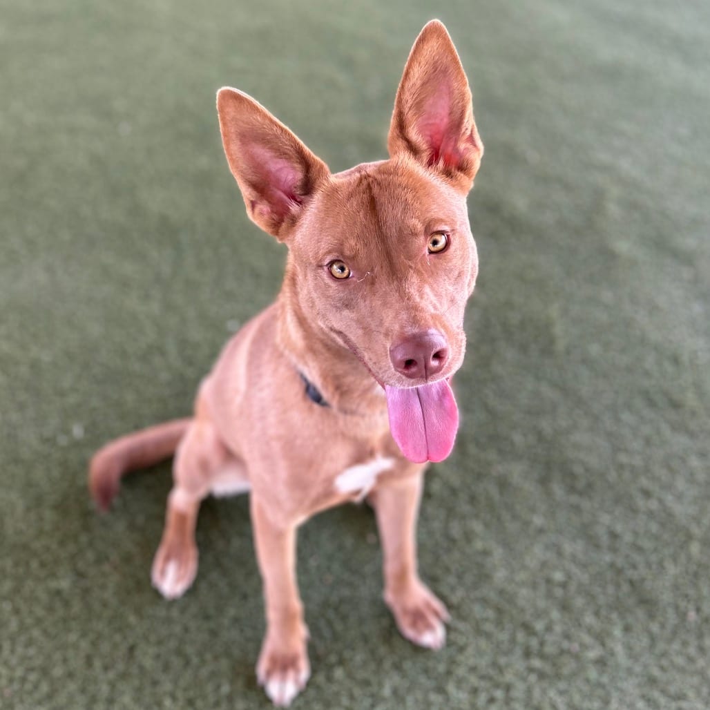 Photo of Brownie, adoptable Cattle Dog / Mixed Breed (Medium) in Riverside, California