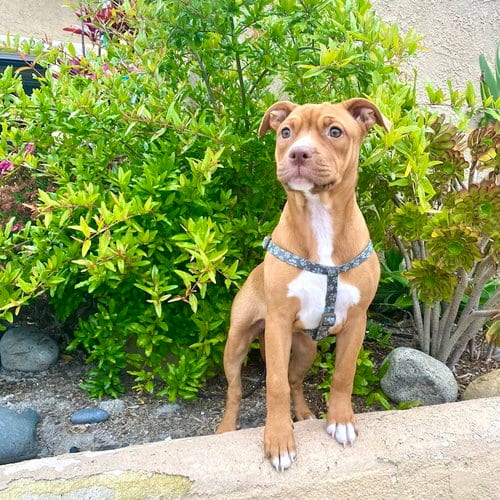Photo of Amber, adoptable American Staffordshire Terrier in San Juan Capistrano, California