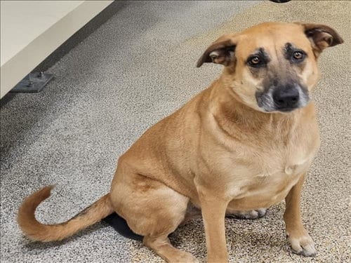 Photo of Hercules, adoptable German Shepherd Dog in Los Angeles, California