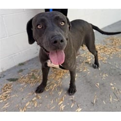 Photo of Brownie, adoptable American Pit Bull Terrier in San Bernardino, California