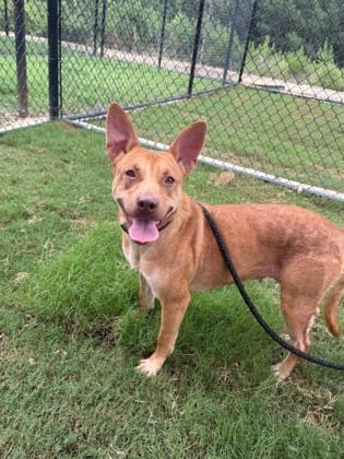 Photo of Jewels, adoptable dog in Atlanta, Georgia