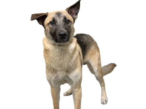 Photo of Robbie, adoptable German Shepherd Dog in Los Angeles, California