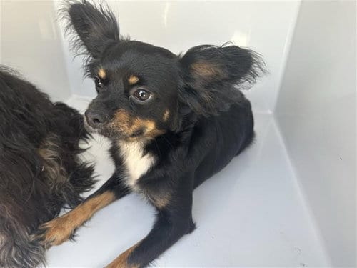 Photo of Roxie, adoptable Chihuahua in Houston, Texas