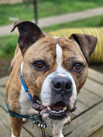 Photo of Bahama Breeze, adoptable Boxer/Terrier, Pit Bull in Annapolis, Maryland