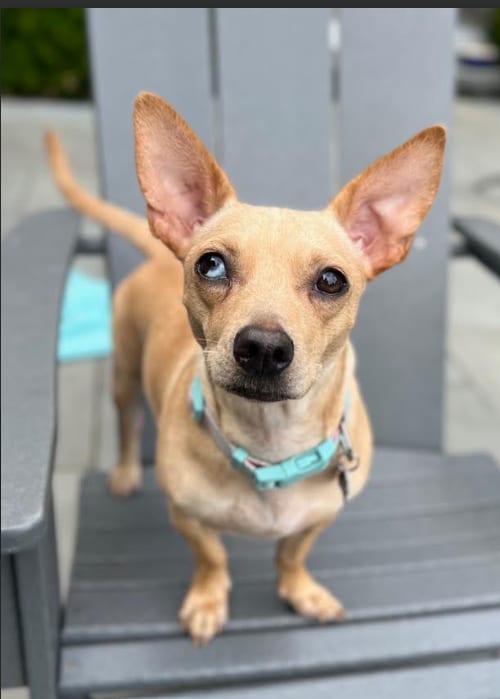 Photo of Nancy, adoptable Unknown breed (short coat) in Cranston, Rhode Island