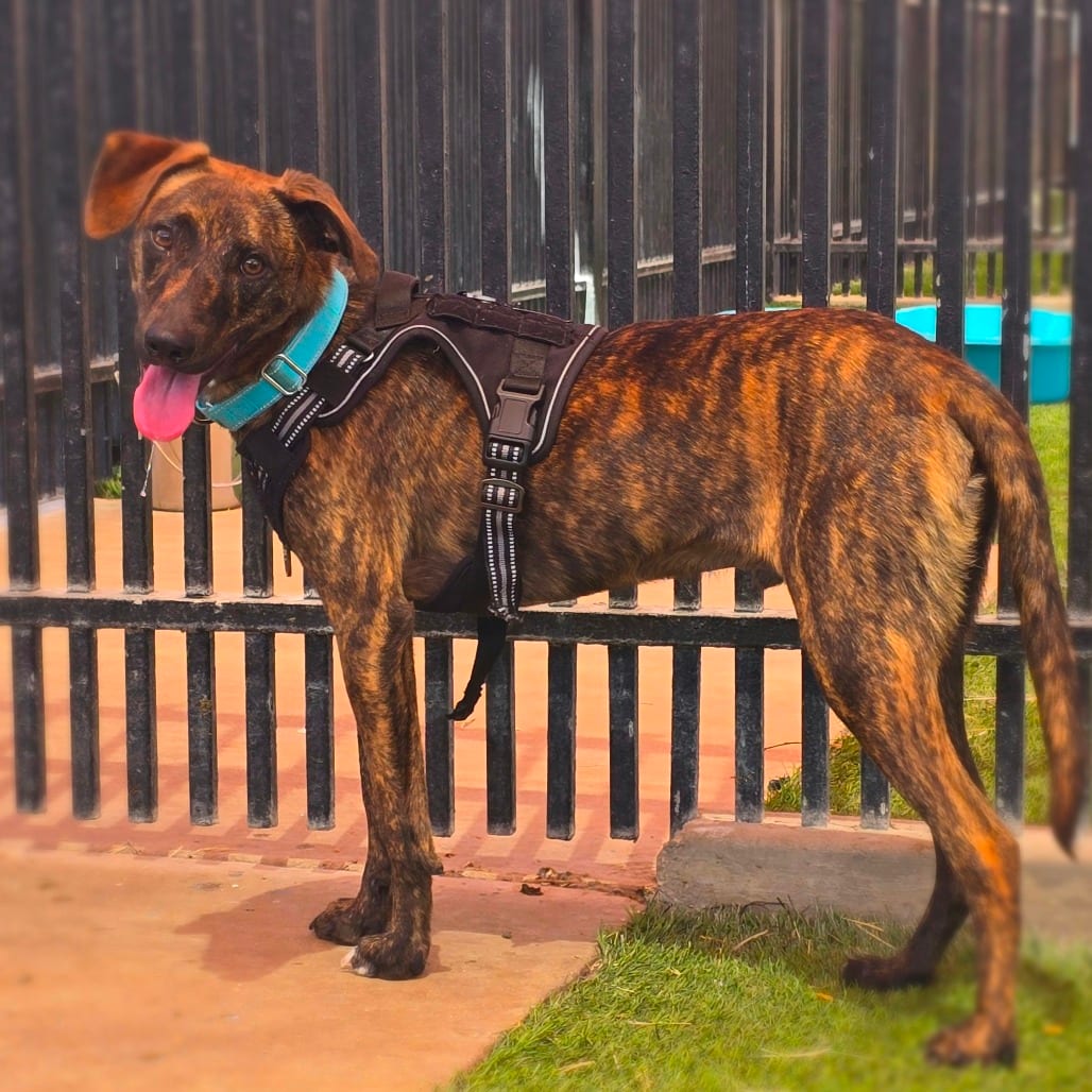 Photo of Rocky, adoptable Terrier / Mix in San Antonio, Texas