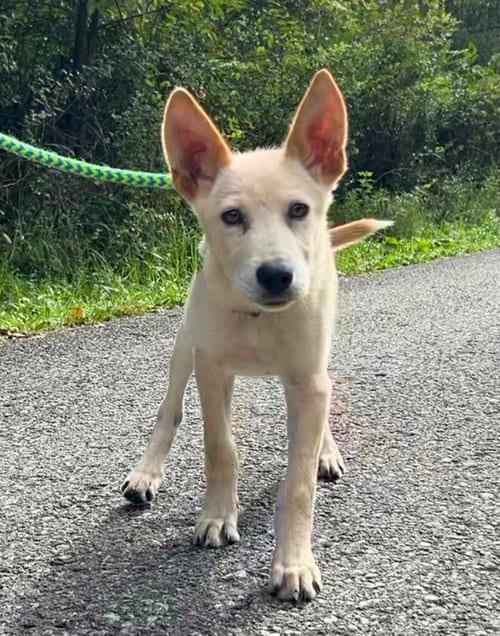 Photo of Mick Fleetwood, adoptable Unknown breed (short coat) in Elkins, West Virginia