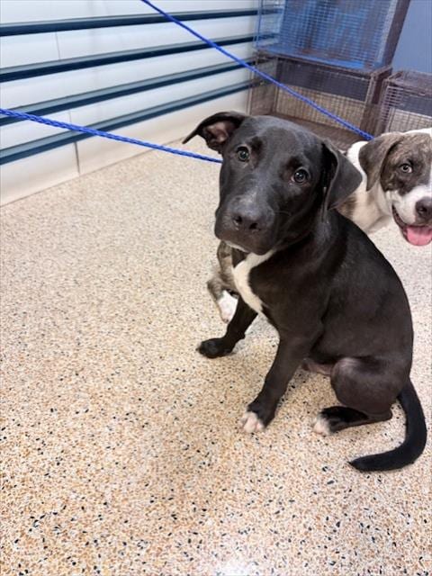 Photo of Tom, adoptable American Pit Bull Terrier in Miami, Florida