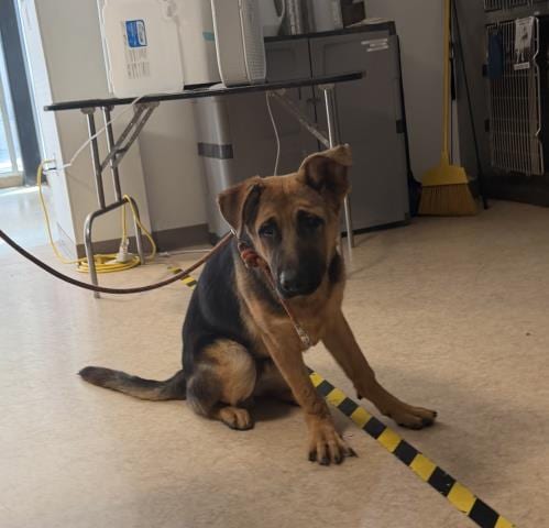 Photo of Bugs, adoptable German Shepherd Dog in San Pedro, California