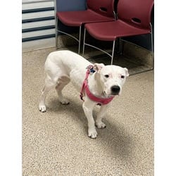 Photo of Nina, adoptable American Bulldog Dogo Argentino in Doral, Florida