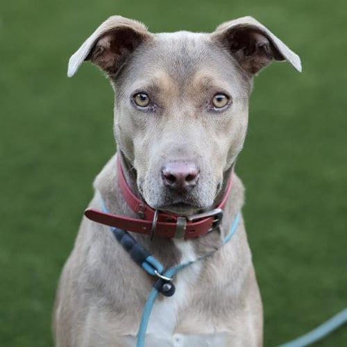 Photo of Luna, adoptable Catahoula Leopard Dog in Modesto, California