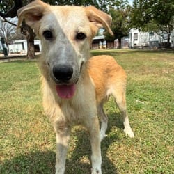 Photo of Mushu JuM, adoptable Great Pyrenees Mixed Breed (Medium) in Hartford, Connecticut
