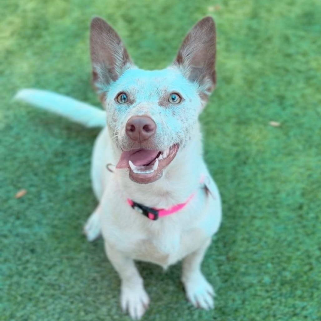Photo of Mini A2263345, adoptable Cattle Dog / Mix in Middletown, New York