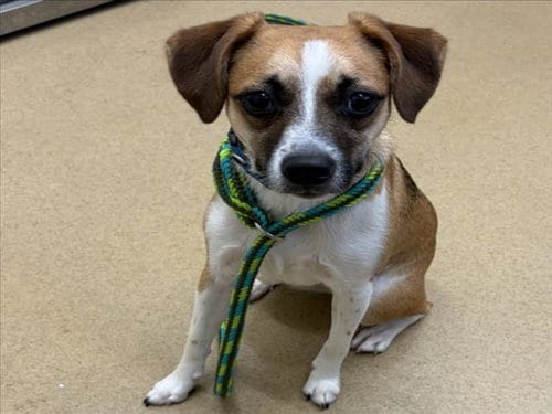 Photo of Jaxson, adoptable Jack Russell Terrier (Parson Russell Terrier) in Derwood, Maryland