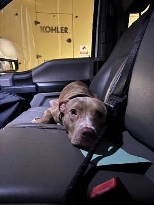 Photo of Bleu Girl, adoptable dog in Atlanta, Georgia