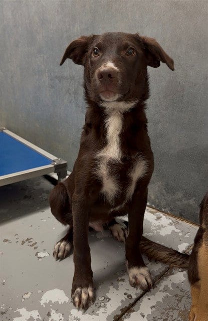 Photo of Zed, adoptable Labrador Retriever in Conroe, Texas