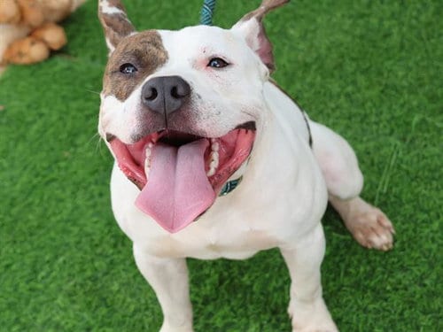 Photo of Twin, adoptable American Staffordshire Terrier in Tallahassee, Florida
