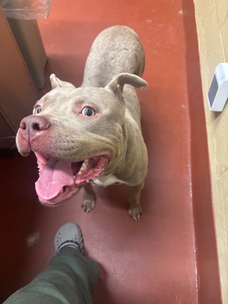 Photo of Candi, adoptable Pit Bull Terrier in Douglasville, Georgia