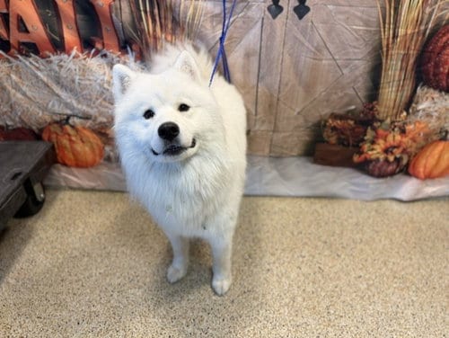Photo of Thor, adoptable Samoyed in Miami, Florida