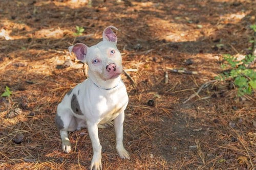 Photo of Wilbur, adoptable Unknown breed in Durham, North Carolina