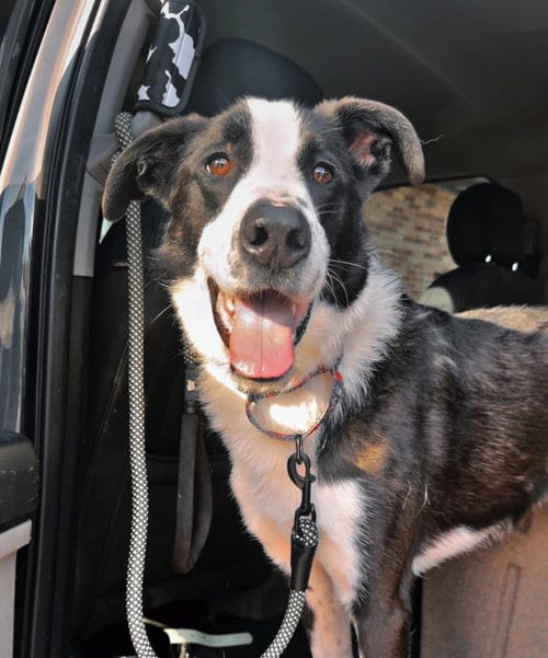 Photo of Bodhi, adoptable Great Pyrenees in Lakemore, Ohio