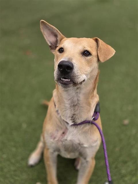 Photo of Squirt, adoptable American Staffordshire Terrier in San Antonio, Texas