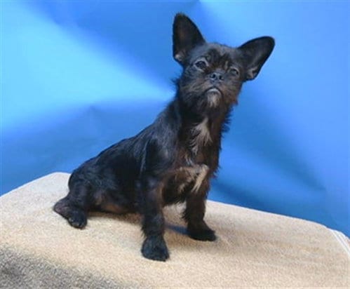 Photo of A5804816, adoptable Brussels Griffon in Gardena, California
