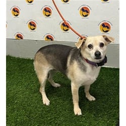Photo of Bellatrix, adoptable Chihuahua in Land O'Lakes, Florida