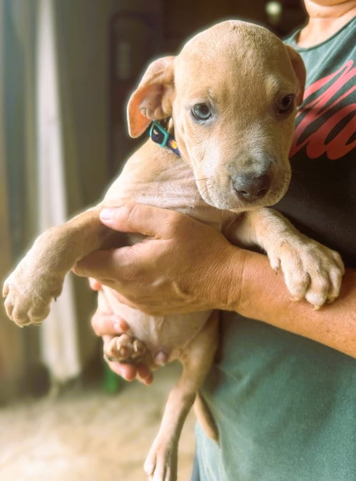 Photo of Cam, adoptable Unknown breed (short coat) in Jackson, Mississippi