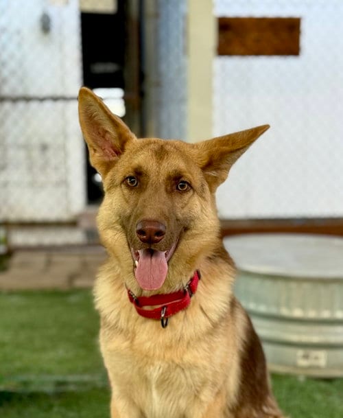 Photo of Rolo, adoptable German Shepherd Dog in San Diego, California