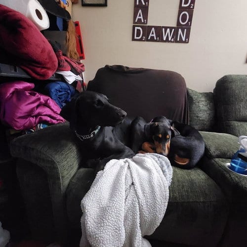 Photo of Onyx, adoptable Doberman Pinscher in Buffalo, Minnesota