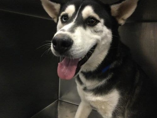 Photo of Link, adoptable Siberian Husky in Riverside, California