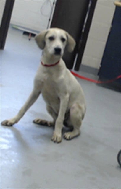 Photo of Pandora D'Moon, adoptable Great Pyrenees in Fayetteville, North Carolina