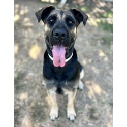 Photo of Oatmeal, adoptable German Shepherd Dog in Jurupa Valley, California