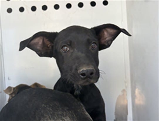 Photo of Senior German Shepherd Dog, adoptable German Shepherd Dog in Bakersfield, California