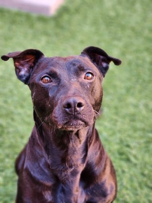 Photo of Lady, adoptable dog in Farmington, New Mexico