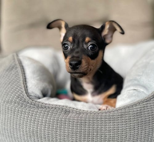 Photo of Venice, adoptable Chihuahua in Shermans Dale, Pennsylvania