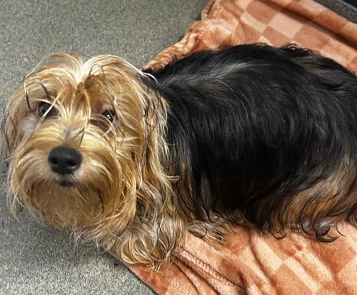 Photo of Susie, adoptable Maltese in Sterling, Massachusetts