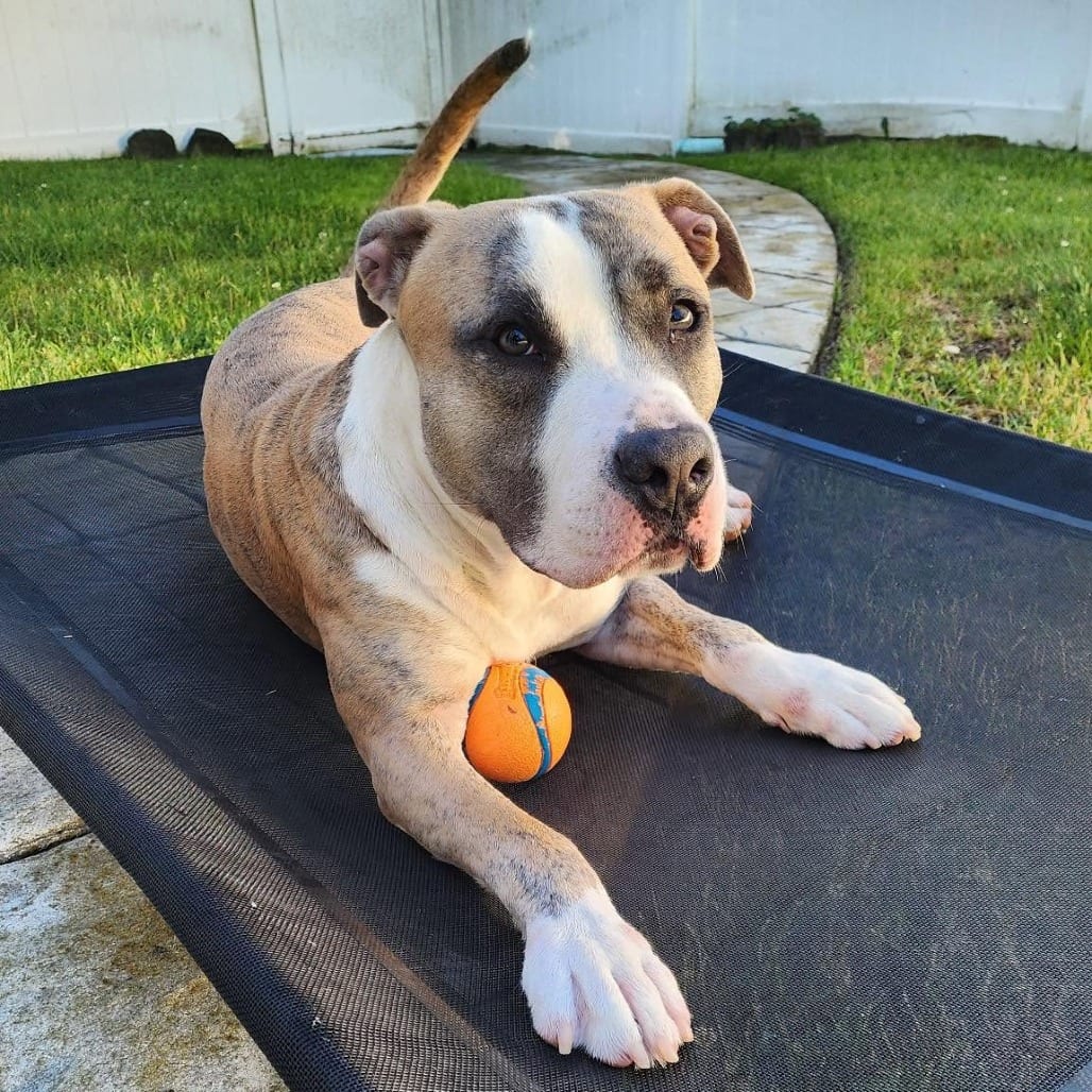 Photo of Mako, adoptable Terrier, American Staffordshire / Mixed Breed (Medium) in Whitestone, New York