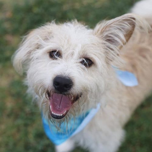 Photo of Draco, adoptable Terrier in San Antonio, Texas